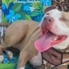 Illustration : &laquo; Je le referais sans h&eacute;siter une seconde &raquo;, un homme parcourt 600 km pour adopter une chienne crois&eacute;e Pitbull de refuge