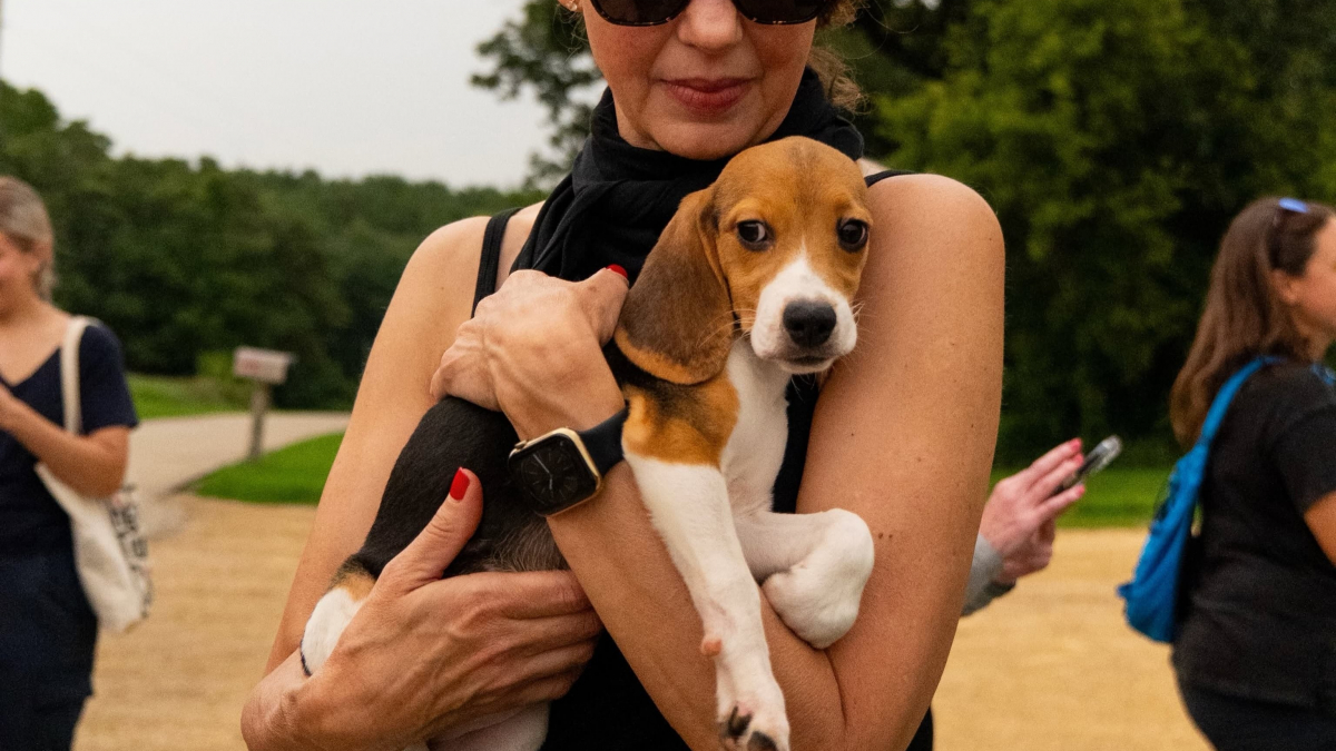 Illustration : "Cette association célèbre une « victoire historique » en accueillant les derniers des 2115 Beagles sauvés d'un élevage destiné aux expérimentations"