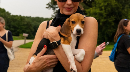 Illustration : Cette association c&eacute;l&egrave;bre une &laquo; victoire historique &raquo; en accueillant les derniers des 2115 Beagles sauv&eacute;s d'un &eacute;levage destin&eacute; aux exp&eacute;rimentations