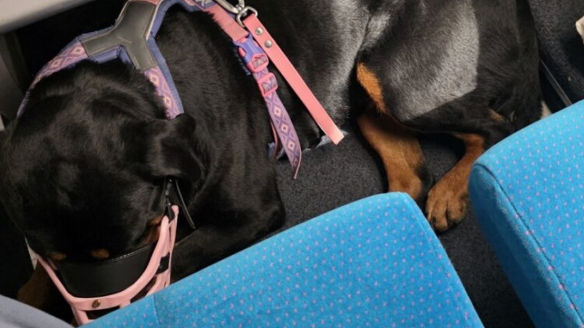 Illustration : "En colère, cette propriétaire qui avait réservé une place de train supplémentaire pour son Rottweiler est obligée de la céder à un passager"