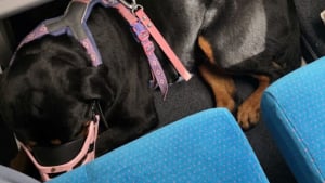 Illustration : En col&egrave;re, cette propri&eacute;taire qui avait r&eacute;serv&eacute; une place de train suppl&eacute;mentaire pour son Rottweiler est oblig&eacute;e de la c&eacute;der &agrave; un passager
