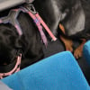Illustration : En col&egrave;re, cette propri&eacute;taire qui avait r&eacute;serv&eacute; une place de train suppl&eacute;mentaire pour son Rottweiler est oblig&eacute;e de la c&eacute;der &agrave; un passager