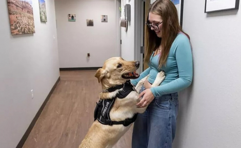 Formé pour aider une adolescente diabétique au quotidien, ce Labrador se révèle capable de détecter des cancers chez d’autres personnes