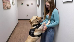 Illustration : Formé pour aider une adolescente diabétique au quotidien, ce Labrador se révèle capable de détecter des cancers chez d’autres personnes