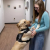 Illustration : Form&eacute; pour aider une adolescente diab&eacute;tique au quotidien, ce Labrador se r&eacute;v&egrave;le capable de d&eacute;tecter des cancers chez d&rsquo;autres personnes