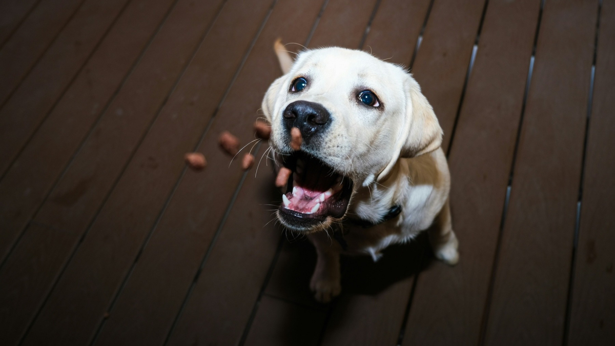 Illustration : "Pourquoi votre chien prend-il une bouchée de croquettes pour les manger dans une autre pièce ?"