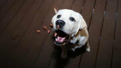 Illustration : Pourquoi votre chien prend-il une bouch&eacute;e de croquettes pour les manger dans une autre pi&egrave;ce ?
