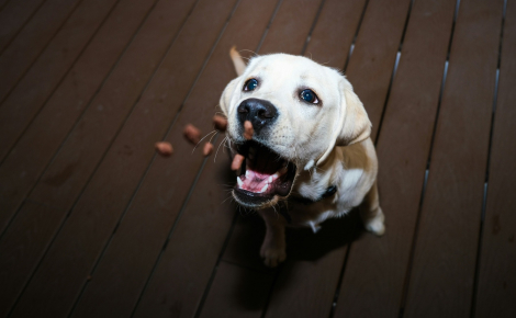 Pourquoi votre chien prend-il une bouchée de croquettes pour les manger dans une autre pièce ?