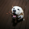 Illustration : Pourquoi votre chien prend-il une bouch&eacute;e de croquettes pour les manger dans une autre pi&egrave;ce ?