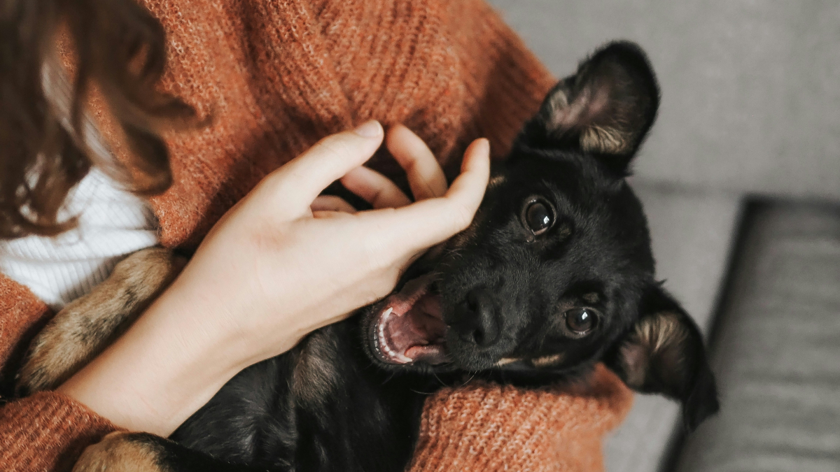 Illustration : "Une étude scientifique prouve que les chiens préfèrent quand vous leur parlez comme à un enfant"