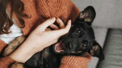 Illustration : Une &eacute;tude scientifique prouve que les chiens pr&eacute;f&egrave;rent quand vous leur parlez comme &agrave; un enfant