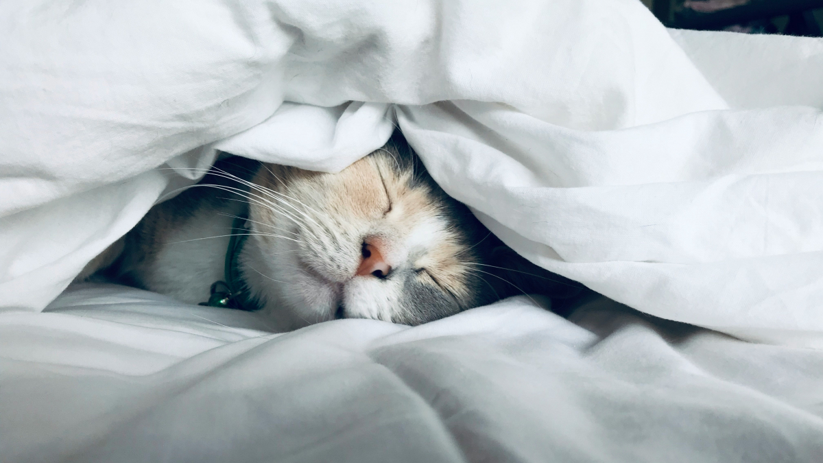 Illustration : "Pourquoi votre chat adore-t-il dormir complètement caché sous la couette ?"