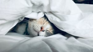 Illustration : "Pourquoi votre chat adore-t-il dormir complètement caché sous la couette ?"