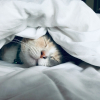 Illustration : Pourquoi votre chat adore-t-il dormir compl&egrave;tement cach&eacute; sous la couette ?
