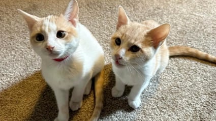 Illustration : Cach&eacute;s sous une maison, 2 chatons sont sauv&eacute;s par des b&eacute;n&eacute;voles qui leur offrent un foyer chaleureux o&ugrave; grandir en toute s&eacute;curit&eacute;