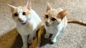 Illustration : Cach&eacute;s sous une maison, 2 chatons sont sauv&eacute;s par des b&eacute;n&eacute;voles qui leur offrent un foyer chaleureux o&ugrave; grandir en toute s&eacute;curit&eacute;