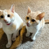 Illustration : Cach&eacute;s sous une maison, 2 chatons sont sauv&eacute;s par des b&eacute;n&eacute;voles qui leur offrent un foyer chaleureux o&ugrave; grandir en toute s&eacute;curit&eacute;