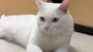 Illustration : Jugé trop vieux pour être adopté alors qu'il n'a que 6 ans, ce chat finit par rencontrer son âme soeur (vidéo)