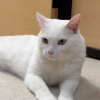 Illustration : Jug&eacute; trop vieux pour &ecirc;tre adopt&eacute; alors qu'il n'a que 6 ans, ce chat finit par rencontrer son &acirc;me soeur (vid&eacute;o)