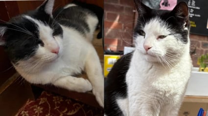 Illustration : Depuis qu&rsquo;ils squattent les pubs et les concerts de leur ville, ces 2 chats errants sont devenus de v&eacute;ritables stars (vid&eacute;o)