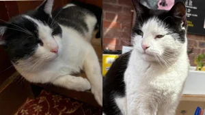 Illustration : "Depuis qu’ils squattent les pubs et les concerts de leur ville, ces 2 chats errants sont devenus de véritables stars (vidéo)"
