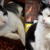 Illustration : Depuis qu&rsquo;ils squattent les pubs et les concerts de leur ville, ces 2 chats errants sont devenus de v&eacute;ritables stars (vid&eacute;o)