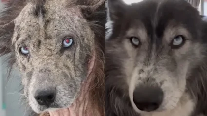 Illustration : Sauv&eacute; de la n&eacute;gligence et de la gale, ce chien m&eacute;tamorphos&eacute; retrouve confiance aupr&egrave;s de 2 oursons orphelins et rejoint le foyer id&eacute;al