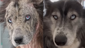 Illustration : Sauvé de la négligence et de la gale, ce chien métamorphosé retrouve confiance auprès de 2 oursons orphelins et rejoint le foyer idéal