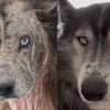 Illustration : Sauv&eacute; de la n&eacute;gligence et de la gale, ce chien m&eacute;tamorphos&eacute; retrouve confiance aupr&egrave;s de 2 oursons orphelins et rejoint le foyer id&eacute;al