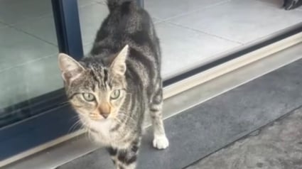 Illustration : En Ille-et-Vilaine, des habitants cherchent un voleur de sous-v&ecirc;tements avant de d&eacute;couvrir qu&rsquo;il s&rsquo;agit d&rsquo;un chat (vid&eacute;o)