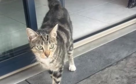 En Ille-et-Vilaine, des habitants cherchent un voleur de sous-vêtements avant de découvrir qu’il s’agit d’un chat (vidéo)