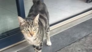 Illustration : "En Ille-et-Vilaine, des habitants cherchent un voleur de sous-vêtements avant de découvrir qu’il s’agit d’un chat (vidéo)"