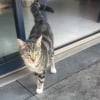 Illustration : En Ille-et-Vilaine, des habitants cherchent un voleur de sous-v&ecirc;tements avant de d&eacute;couvrir qu&rsquo;il s&rsquo;agit d&rsquo;un chat (vid&eacute;o)