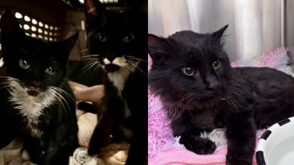 Illustration : Retrouv&eacute;s couverts de cendres apr&egrave;s les incendies, 3 chatons survivent aux flammes et commencent une nouvelle vie loin du danger