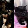 Illustration : Retrouv&eacute;s couverts de cendres apr&egrave;s les incendies, 3 chatons survivent aux flammes et commencent une nouvelle vie loin du danger