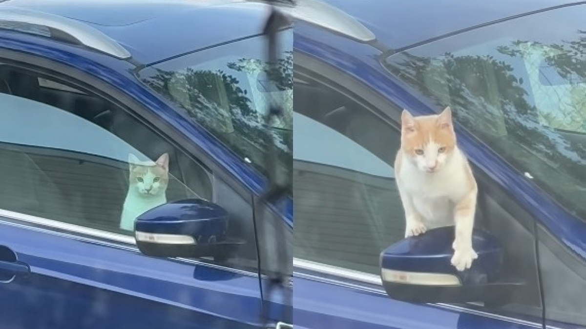 Illustration : "« J'étais complètement sous le choc », il surprend un chat installé dans sa voiture comme s'il était chez lui (vidéo)"