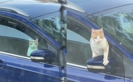 « J'étais complètement sous le choc », il surprend un chat installé dans sa voiture comme s'il était chez lui (vidéo)