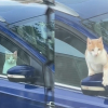 Illustration : &laquo; J'&eacute;tais compl&egrave;tement sous le choc &raquo;, il surprend un chat install&eacute; dans sa voiture comme s'il &eacute;tait chez lui (vid&eacute;o)