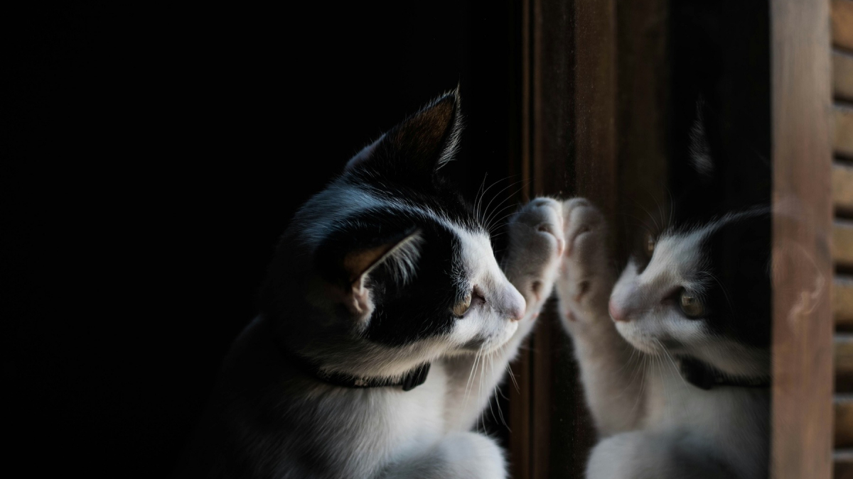 Illustration : "Pourquoi votre chat se met-il à gratter frénétiquement les miroirs ou les vitres ?"