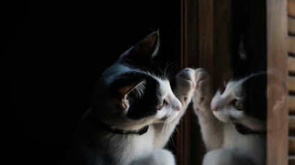 Illustration : Pourquoi votre chat se met-il &agrave; gratter fr&eacute;n&eacute;tiquement les miroirs ou les vitres ?