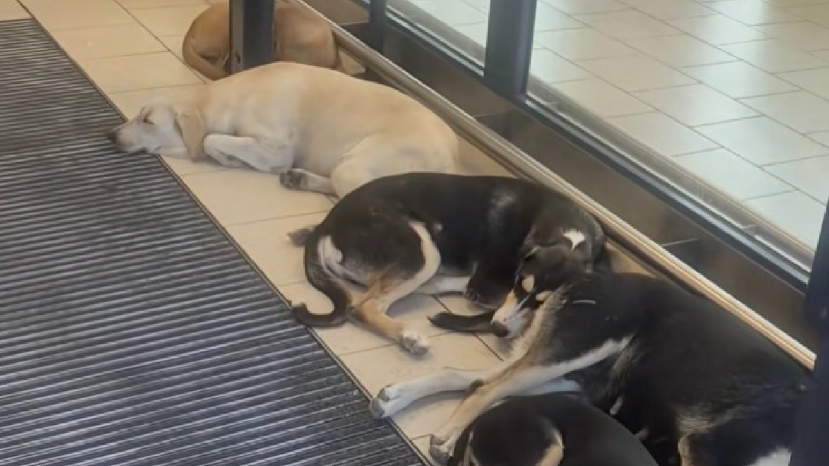 Illustration : "En pleine canicule, ces chiens errants ont trouvé refuge à l’entrée d’un supermarché climatisé pour échapper à la chaleur (vidéo)"