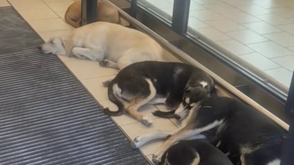 Illustration : En pleine canicule, ces chiens errants ont trouv&eacute; refuge &agrave; l&rsquo;entr&eacute;e d&rsquo;un supermarch&eacute; climatis&eacute; pour &eacute;chapper &agrave; la chaleur (vid&eacute;o)