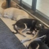 Illustration : En pleine canicule, ces chiens errants ont trouv&eacute; refuge &agrave; l&rsquo;entr&eacute;e d&rsquo;un supermarch&eacute; climatis&eacute; pour &eacute;chapper &agrave; la chaleur (vid&eacute;o)