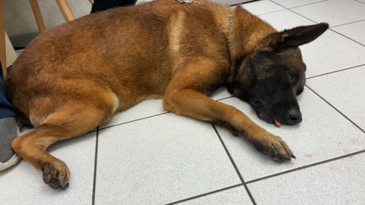 Illustration : "Une cagnotte est lancée pour un chien retrouvé enfermé dans un garage et qui cherche une famille d’accueil"