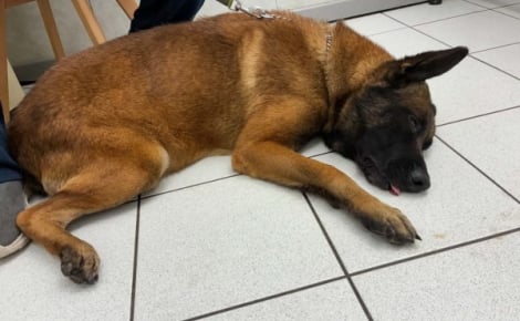 Une cagnotte est lancée pour un chien retrouvé enfermé dans un garage et qui cherche une famille d’accueil
