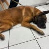 Illustration : Une cagnotte est lanc&eacute;e pour un chien retrouv&eacute; enferm&eacute; dans un garage et qui cherche une famille d&rsquo;accueil