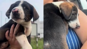 Illustration : "Seule au bord d’une route, cette petite chienne abandonnée s’approche d’une inconnue qui décide de ne pas repartir sans elle (vidéo)"