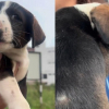 Illustration : Seule au bord d&rsquo;une route, cette petite chienne abandonn&eacute;e s&rsquo;approche d&rsquo;une inconnue qui d&eacute;cide de ne pas repartir sans elle (vid&eacute;o)