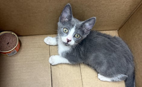 Un sans-abri sauve un chaton de la chaleur en le confiant à une pharmacie, puis reçoit à manger et à boire en retour