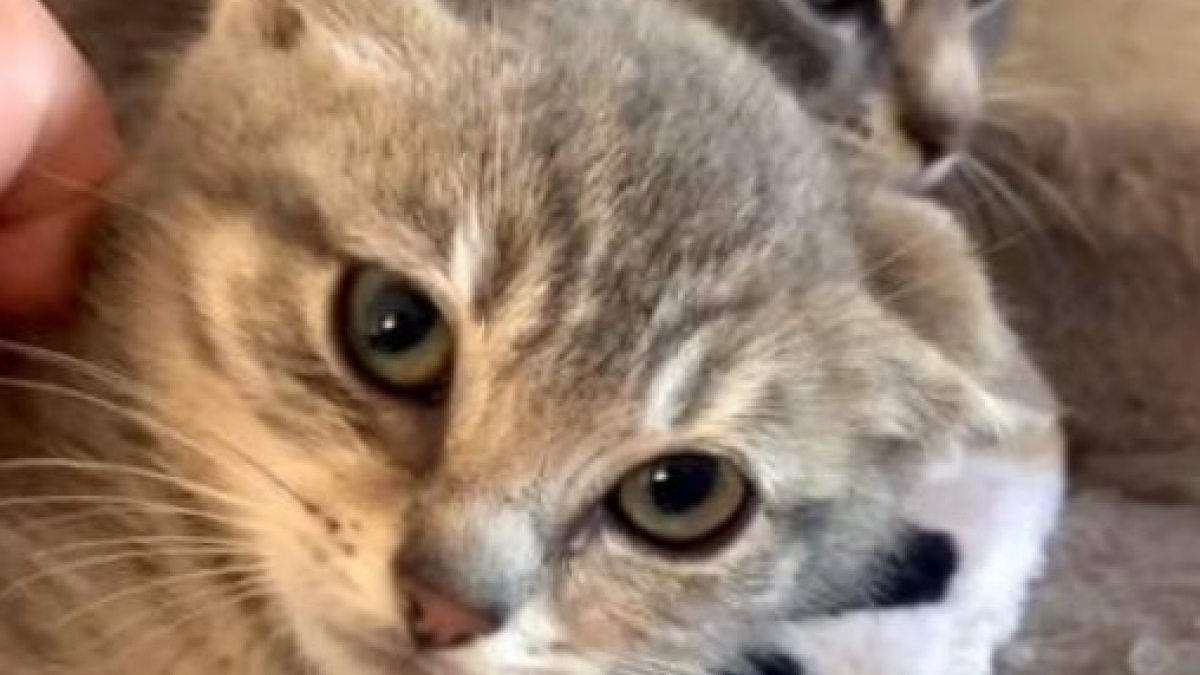 Illustration : "Après un démarrage de vie difficile dans un ranch abandonné, des chatons découvrent une maison pensée pour leur confort (vidéo)"